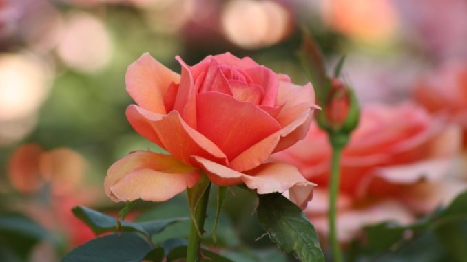 bloom-blooming-blossom-459424