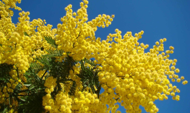 Mimosa_-_Le_Muy