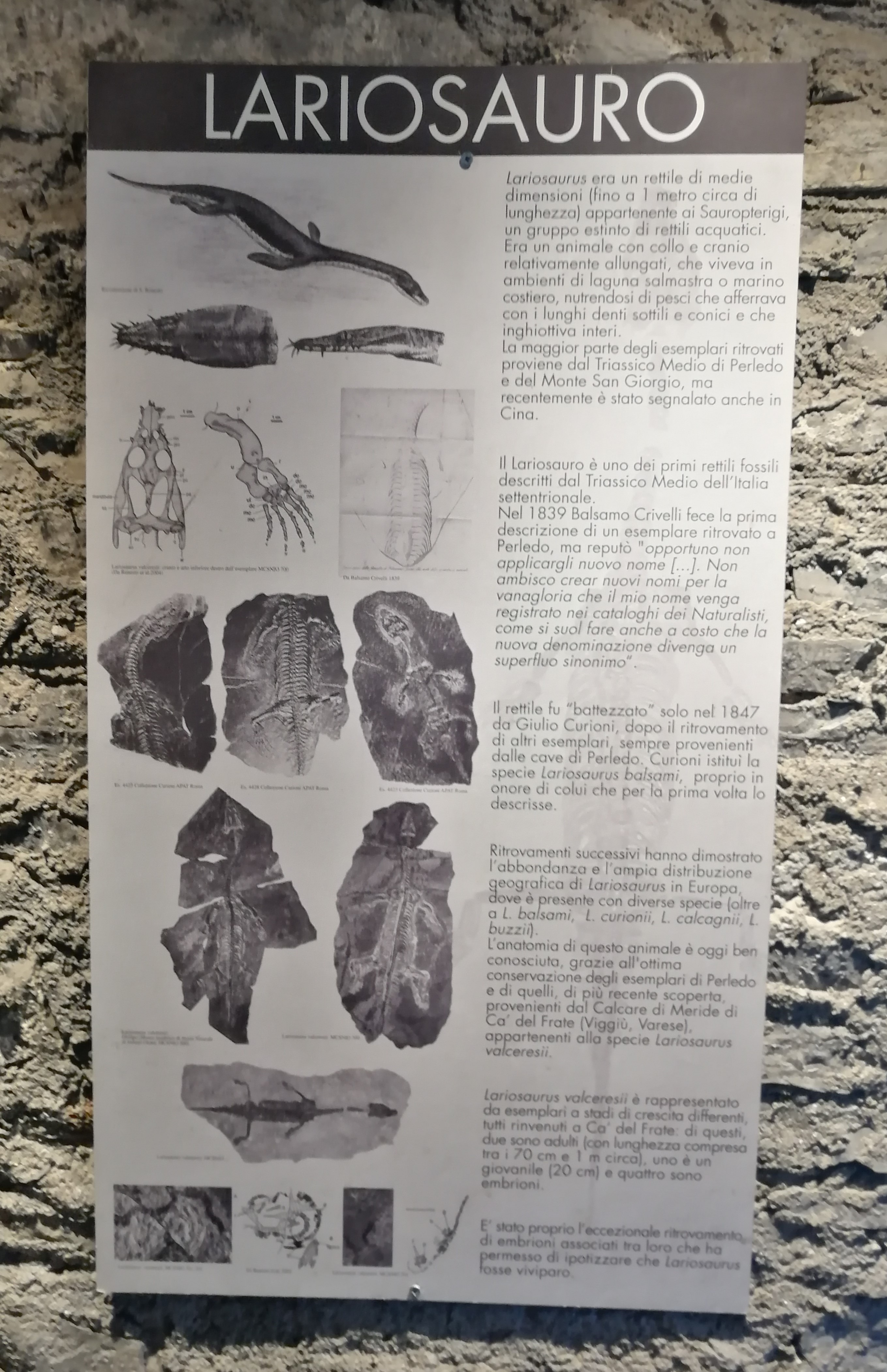 Lariosaurus