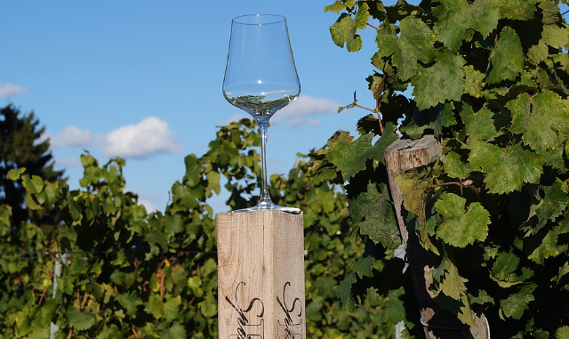 Wijnglas in wijngaard Wijnglas in wijngaard