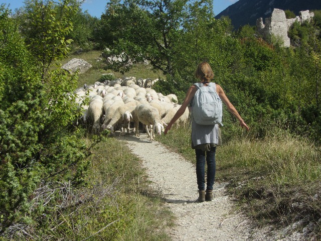 Slenteren met schapen