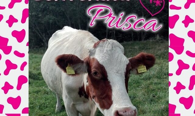 Prisca