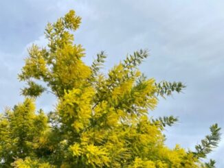 Mimosa
