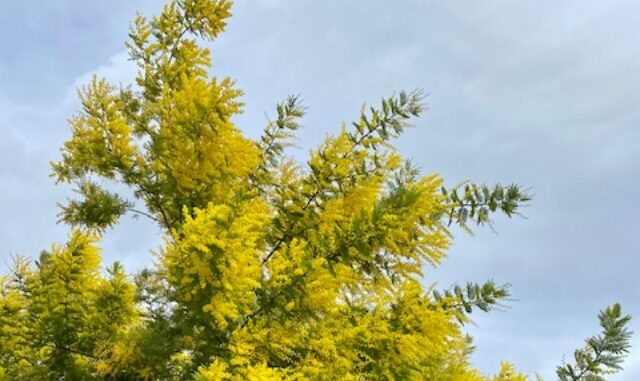 Mimosa Mimosa