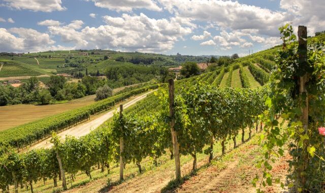 piedmont-langhe-hills-vineyards