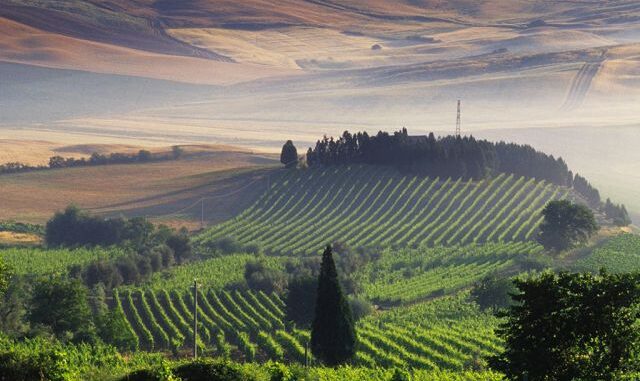 Vineyards around Montalcino, Tuscany, Italy