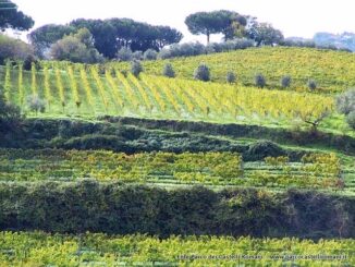 Casale Marchese, panorama