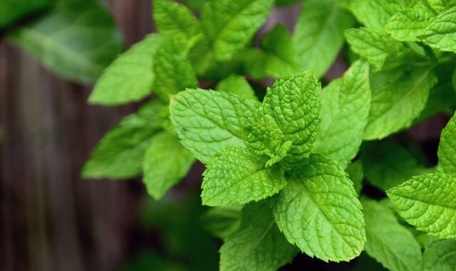 menta