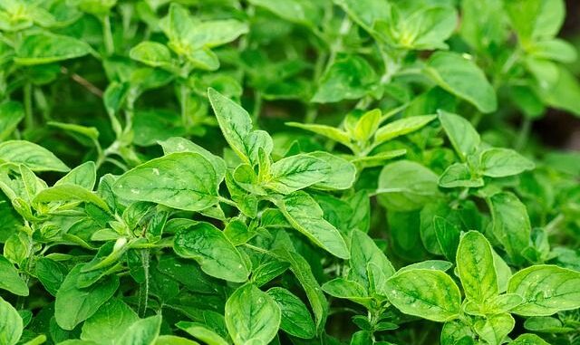 oregano
