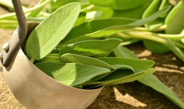 salvia