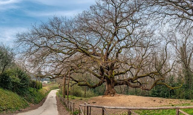Quercia