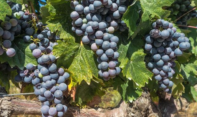 aglianico