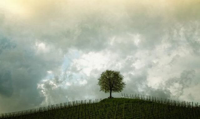 bianchello marche