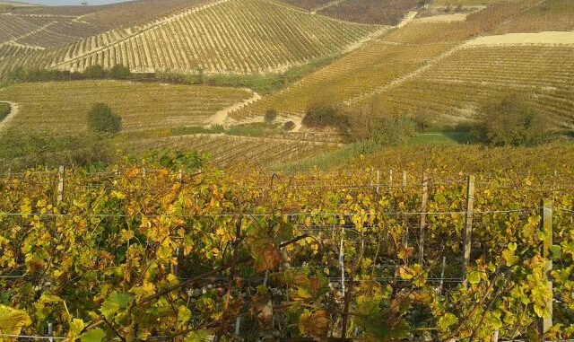dolcetto piemonte