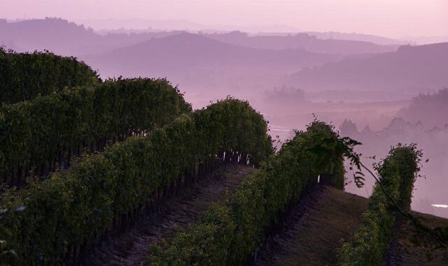 erbaluce piemonte