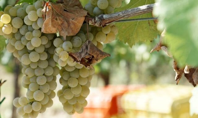 falanghina