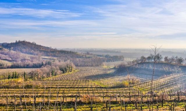friulano friuli