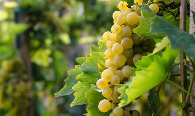 garganega