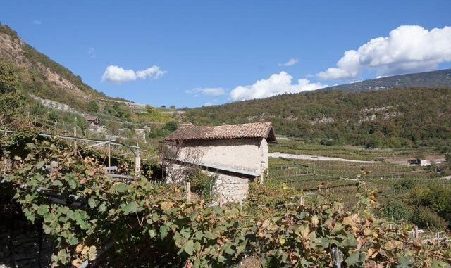 lagrein trentino