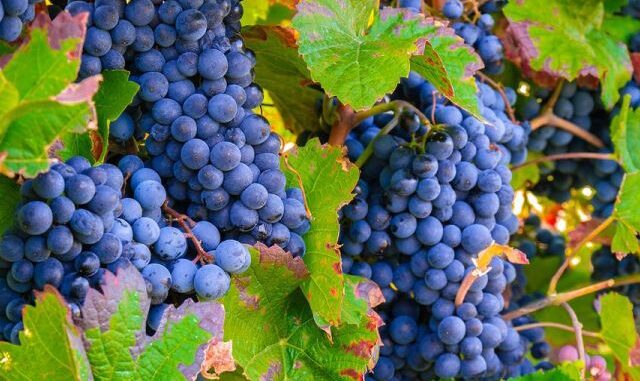 montepulciano