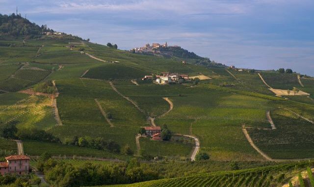 nebbiolo