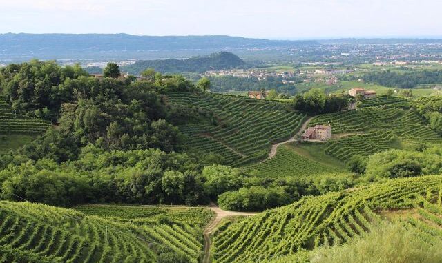 refosco friuli