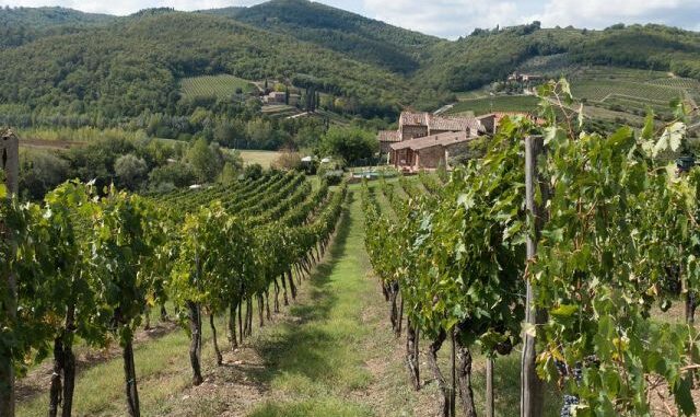 sangiovese
