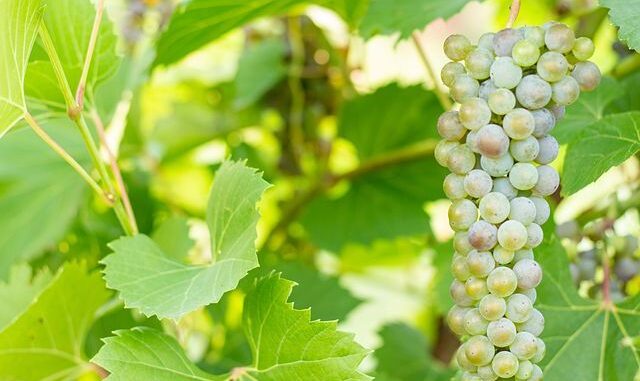 trebbiano