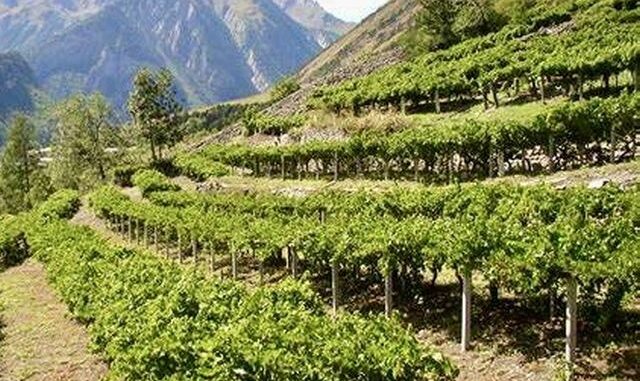 wijngaarden in Valle d'Aosta