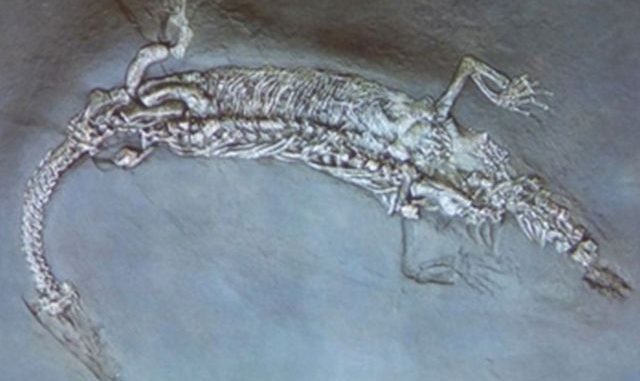 Lariosaurus