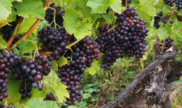 primitivo