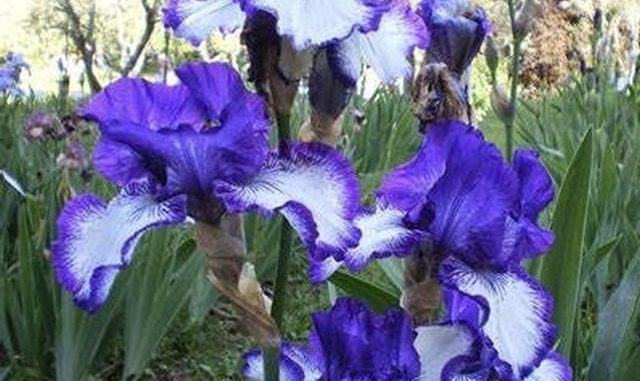 Iris