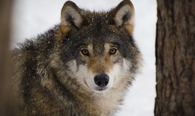 wolf