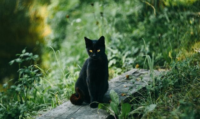 zwarte kat